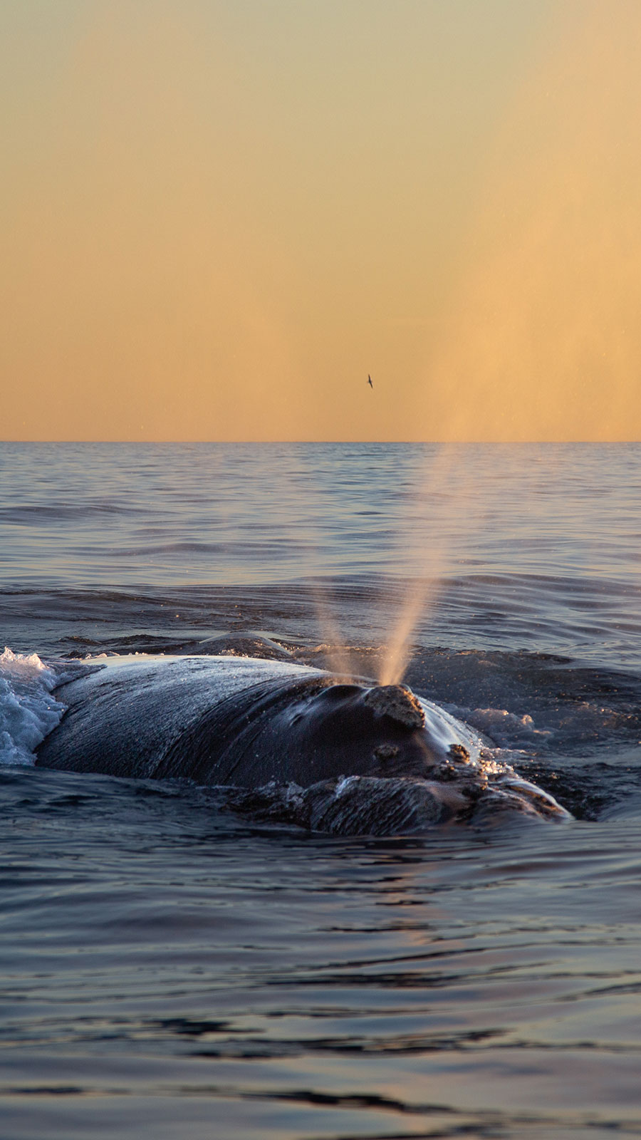 Avistaje de ballenas