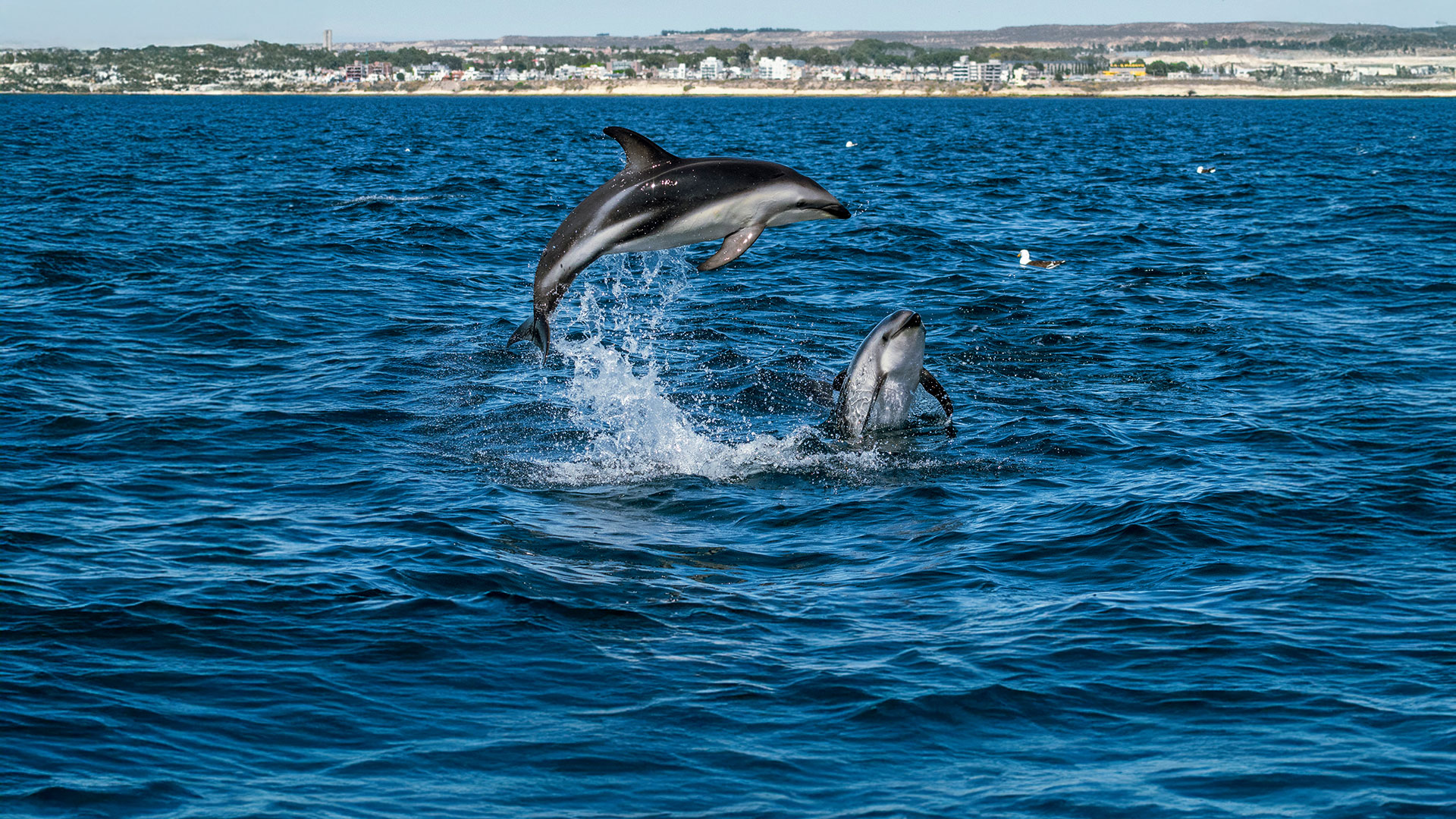 Avistaje de delfines